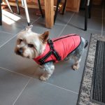 PetGishi™ Calming Dog jacket With Built-in Harness photo review