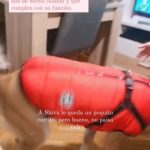 PetGishi™ Dog jacket With Built-in Harness photo review