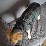 PetGishi™ Dog jacket With Built-in Harness photo review