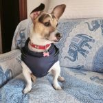 PetGishi™ Dog jacket With Built-in Harness photo review