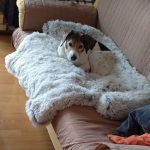 Pupniture™ Protector Calming Pet Bed photo review