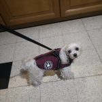 PetGishi™ Dog jacket With Built-in Harness photo review