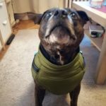 PetGishi™ Dog jacket With Built-in Harness photo review