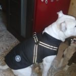 PetGishi™ Dog jacket With Built-in Harness photo review