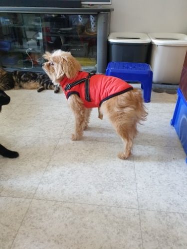 PetGishi™ Dog jacket With Built-in Harness photo review