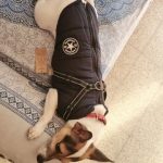 PetGishi™ Dog jacket With Built-in Harness photo review