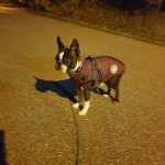 PetGishi™ Dog jacket With Built-in Harness photo review