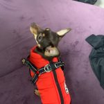 PetGishi™ Dog jacket With Built-in Harness photo review