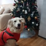PetGishi™ Dog jacket With Built-in Harness photo review
