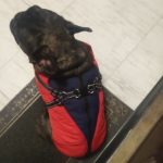 PetGishi™ Dog jacket With Built-in Harness photo review