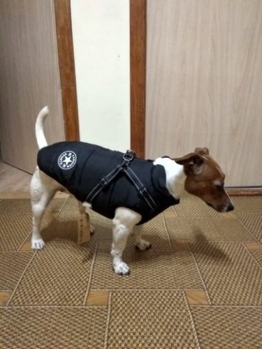 Click to view full screen PetGishi™ Dog jacket With Built-in Harness photo review