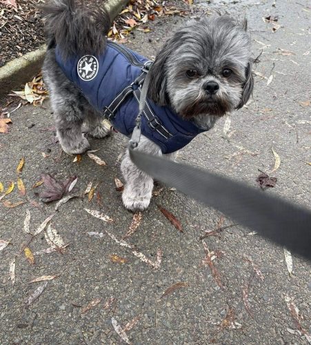 PetGishi™ Dog jacket With Built-in Harness photo review