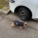 PetGishi™ Dog jacket With Built-in Harness photo review