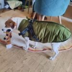 PetGishi™ Dog jacket With Built-in Harness photo review