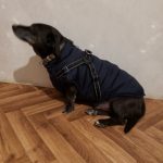 PetGishi™ Dog jacket With Built-in Harness photo review