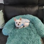 Pupniture™ Protector Calming Pet Bed photo review