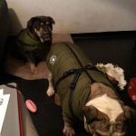 PetGishi™ Dog jacket With Built-in Harness photo review