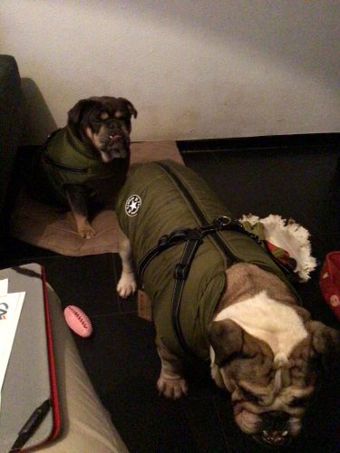 Click to view full screen PetGishi™ Dog jacket With Built-in Harness photo review