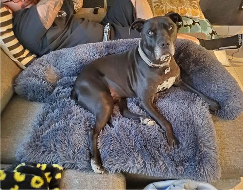 Pupniture&trade; Protector Calming Pet Bed photo review