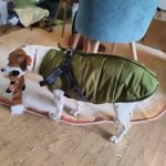 PetGishi™ Dog jacket With Built-in Harness photo review