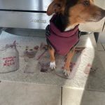 PetGishi™ Dog jacket With Built-in Harness photo review
