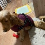 PetGishi™ Calming Dog jacket With Built-in Harness photo review