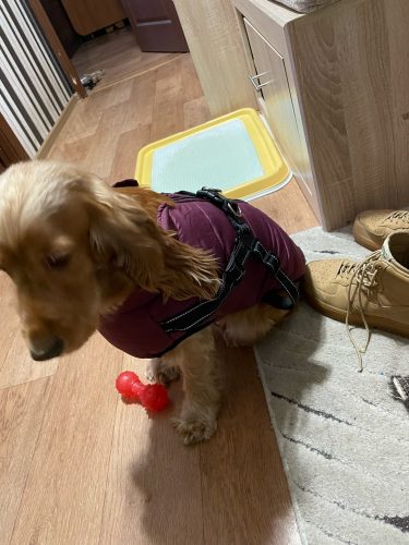Click to view full screen PetGishi™ Calming Dog jacket With Built-in Harness photo review