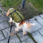 PetGishi™ Dog jacket With Built-in Harness photo review