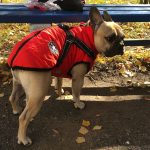 PetGishi™ Dog jacket With Built-in Harness photo review