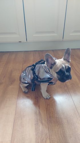 Click to view full screen PetGishi™ Dog jacket With Built-in Harness photo review