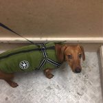 PetGishi™ Dog jacket With Built-in Harness photo review