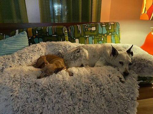 Pupniture&trade; Protector Calming Pet Bed photo review