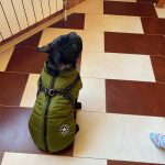 PetGishi™ Dog jacket With Built-in Harness photo review