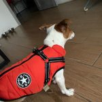 PetGishi™ Calming Dog jacket With Built-in Harness photo review