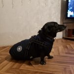 PetGishi™ Dog jacket With Built-in Harness photo review