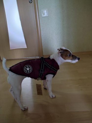 PetGishi™ Dog jacket With Built-in Harness photo review