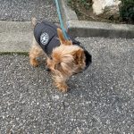 PetGishi™ Dog jacket With Built-in Harness photo review