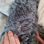 Pupniture&trade; Protector Calming Pet Bed photo review