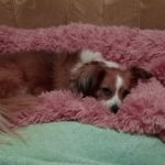 Pupniture™ Protector Calming Pet Bed photo review