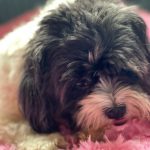 Pupniture™ Protector Calming Pet Bed photo review