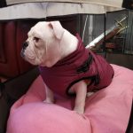 PetGishi™ Dog jacket With Built-in Harness photo review