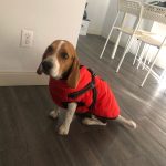 PetGishi™ Dog jacket With Built-in Harness photo review