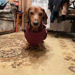 PetGishi™ Dog jacket With Built-in Harness photo review