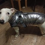 PetGishi™ Dog jacket With Built-in Harness photo review