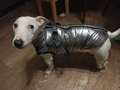 Click to view full screen PetGishi™ Dog jacket With Built-in Harness photo review