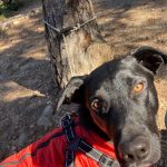 PetGishi™ Dog jacket With Built-in Harness photo review