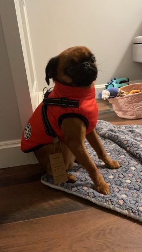 PetGishi™ Dog jacket With Built-in Harness photo review