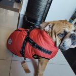 PetGishi™ Dog jacket With Built-in Harness photo review