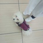 PetGishi™ Dog jacket With Built-in Harness photo review