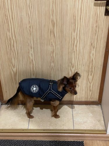 Click to view full screen PetGishi™ Dog jacket With Built-in Harness photo review